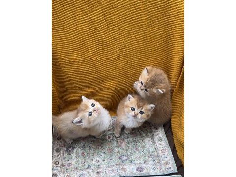 Golden british shorthair bebekler