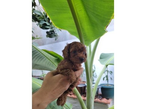 Kore red brown poodle yavrularımız