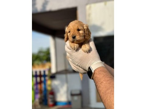 Maltipoo yavrularımızı canlı görerek alabilirsiniz