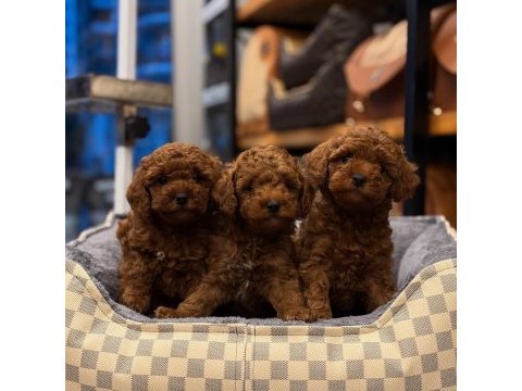 Mersin toy poodle yavruları