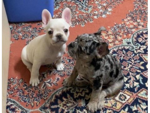 Egzotik french bulldog yavrular
