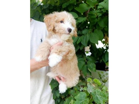 Maltipoo köpeğimize acil sahip arıyoruz