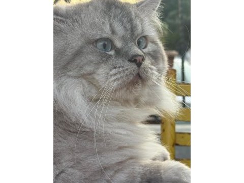 Erkek british longhair kedime dişi eş arıyorum