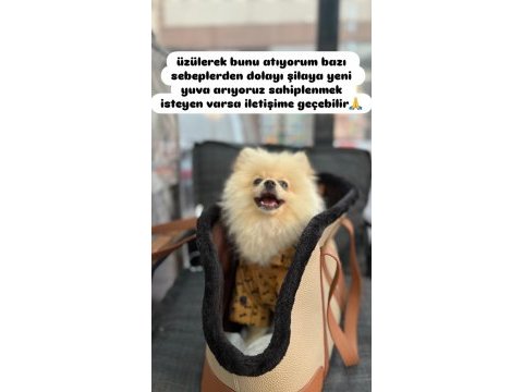 Pomerian 4 aylık erkek ücretli sahiplendırme
