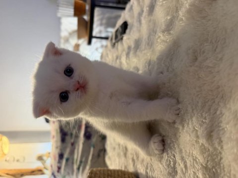 Bebiş kedilerime yeni yuva arıyoruz