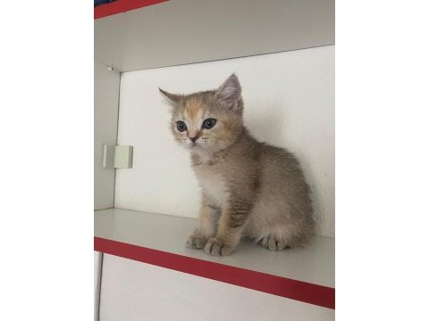 Safkan british shorthair