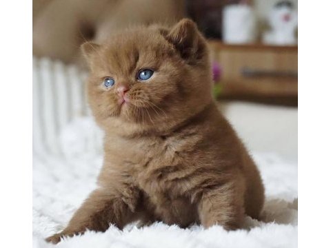 Pofuduk chocolate british shorthair