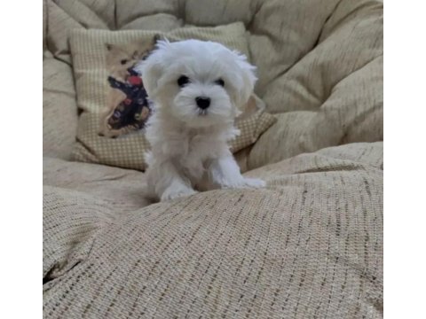 Maltese terrier yavrularımız