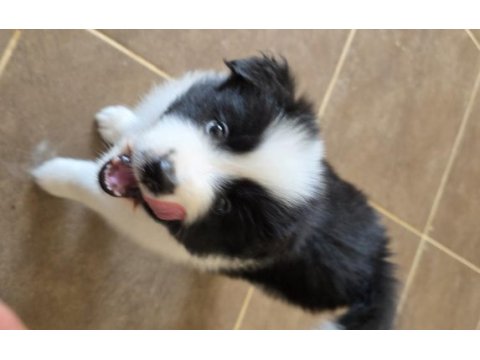 Muhteşem border collie yavrular