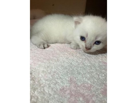 Erkek british shorthair