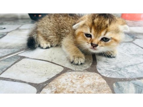 Kedimiz zumamizi sahiplendiriyoruz