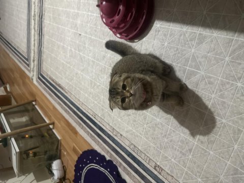 Kırık kulak scottish fold 6 aylık