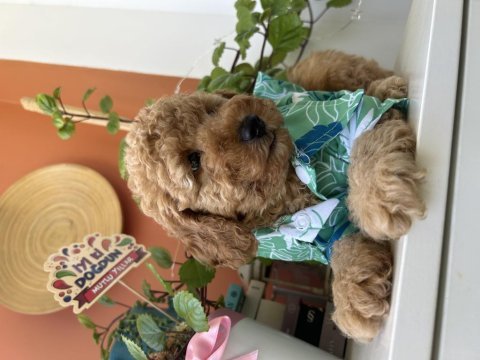 Bizim poodle bebişler evden