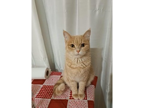 Yetişkin british shorthair
