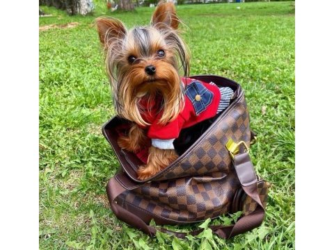 Teacup çanta köpeği
