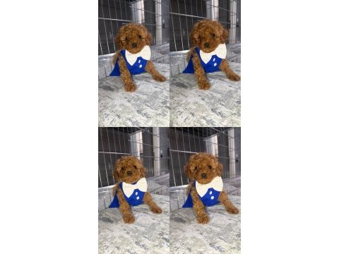 Minik toy poodle