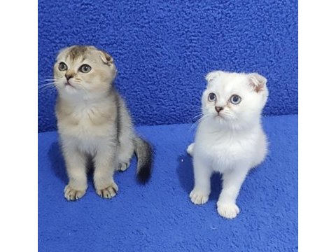 Scottish fold yavrularımız yeni yuvalarını arıyor