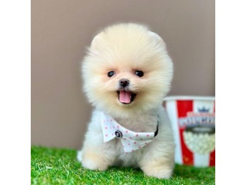 Safkan pomeranian boo yavrularımız
