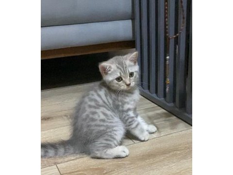 British shorthair 2 adet dişi yavru