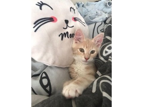 Kedi karamel