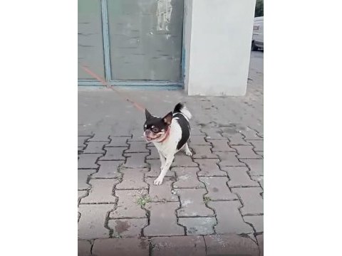 Acil uygun fiyatlı şivava