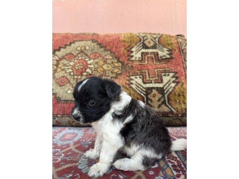 27 günlük köpekler