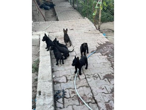 Belçika malinois köpeği