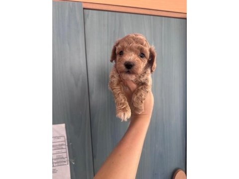 F1 maltipoo yavrularım yeni evini bekliyor