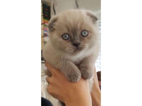 Mırmır delisi şeker gibi scottish fold yavrusu
