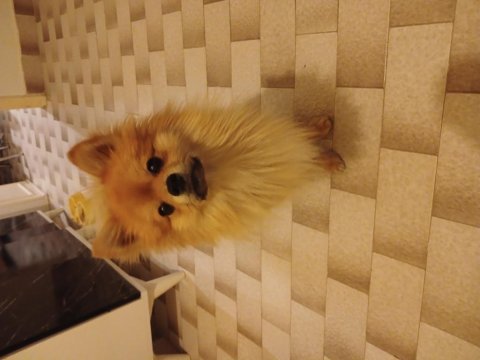 Ücretsiz aşıları tam ailevi sebeplerden ötürü pomeranian