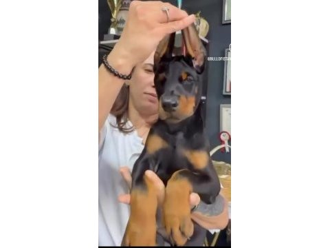 Türkiyeden çıkan dünya standardı doberman yavrular