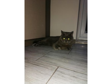 Kedi british shorthair