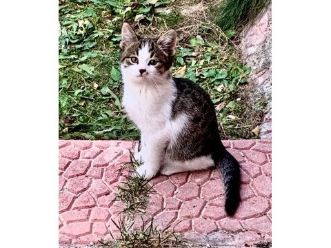2.5 aylık tekir kedimiz