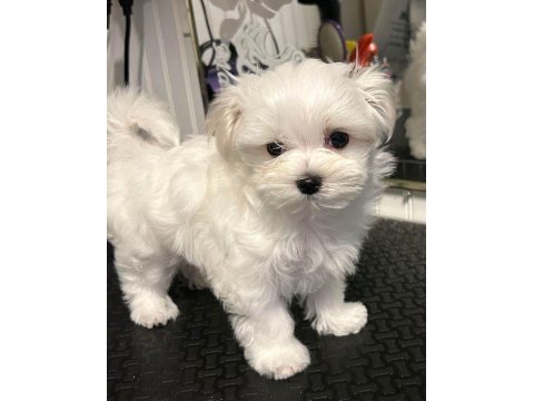 Son kalan dişi yavru köpeğimiz