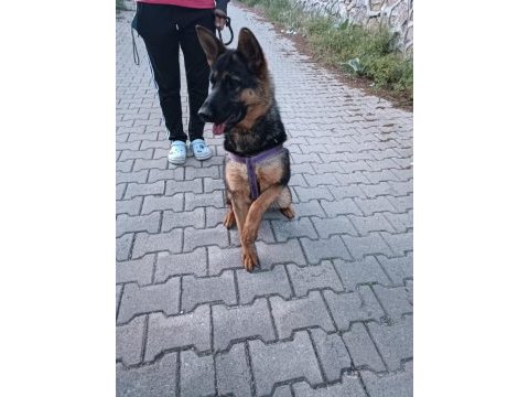 Alman kurdu