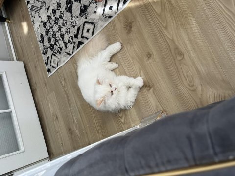 8 aylık kedimiz sahiplendirilecektir