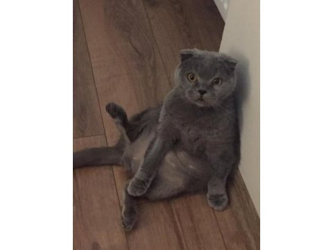 2 yaşında eğitimli tatlımı tatlı kızım scottish fold