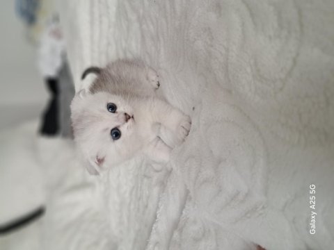 Scottish fold yavrumuz yeni yuvaya gitmeye hazır