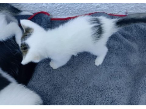 Birbirinden güzel ve yakışıklı tekirler
