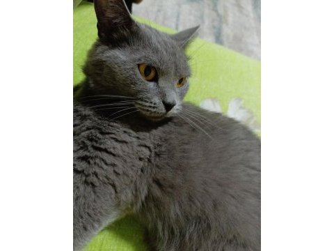 Sahiplendirilecek british shorthair kedimiz