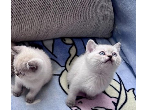 British shorthair colorpoint