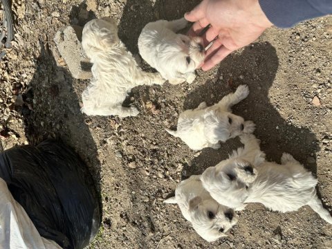 Maltese terrier sıfır boy