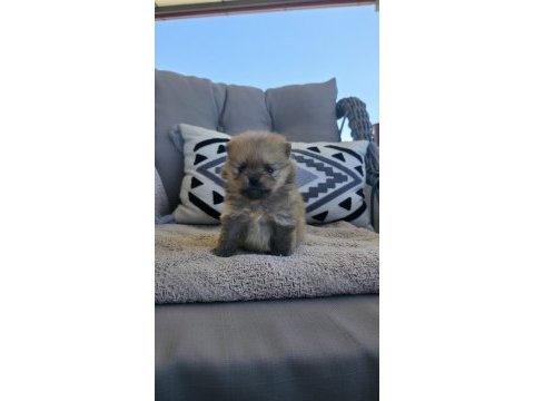 Erkek güzelleri pomeranian