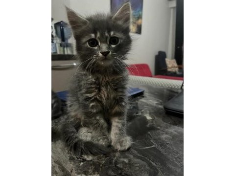 Russian blue ve sibirya orman kedisi yavruları