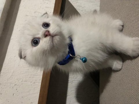 Scottish fold aşıları tam