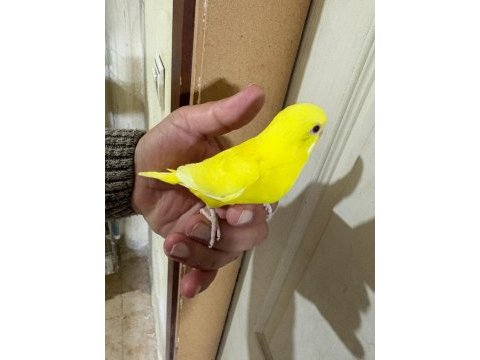 30 günlük lutino bebek muhabbet kuşu
