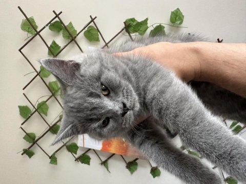 3 aylık dişi british shorthair