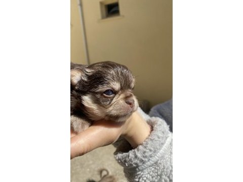 Mavi gözlü safkan elma kafa chihuahua