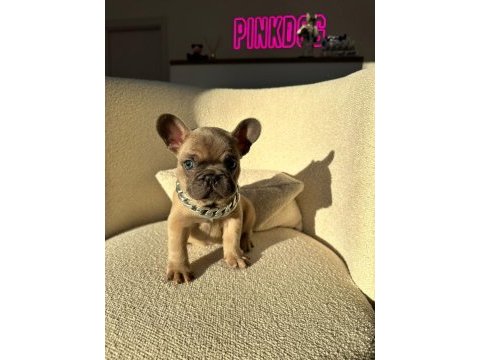 50 günlük blue sable erkek french bulldog