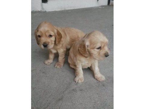 Cocker yavru köpekler